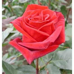 Роза "Черная магия"(Black magic)